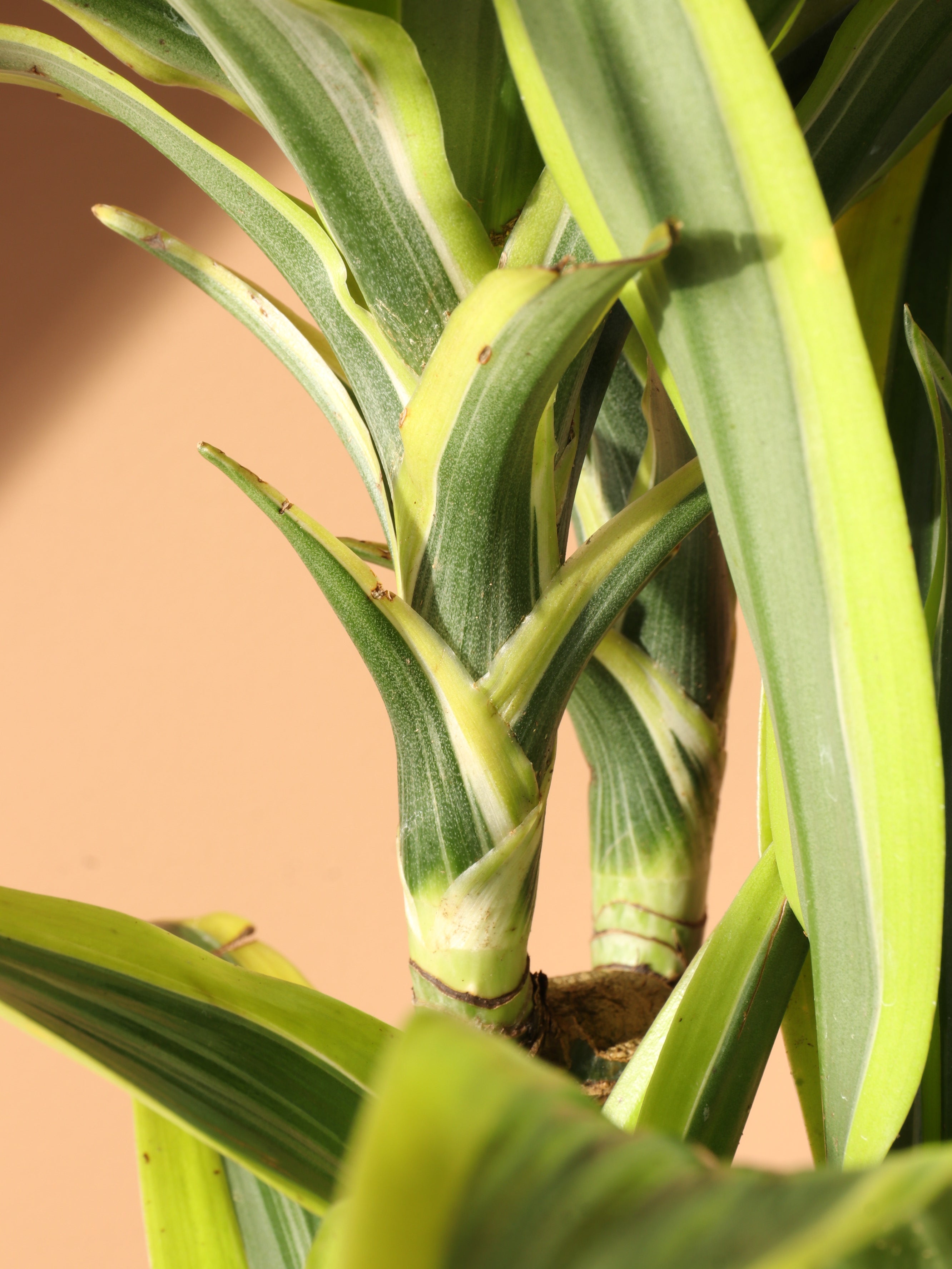 Medium Dracaena Lemon Lime Cane
