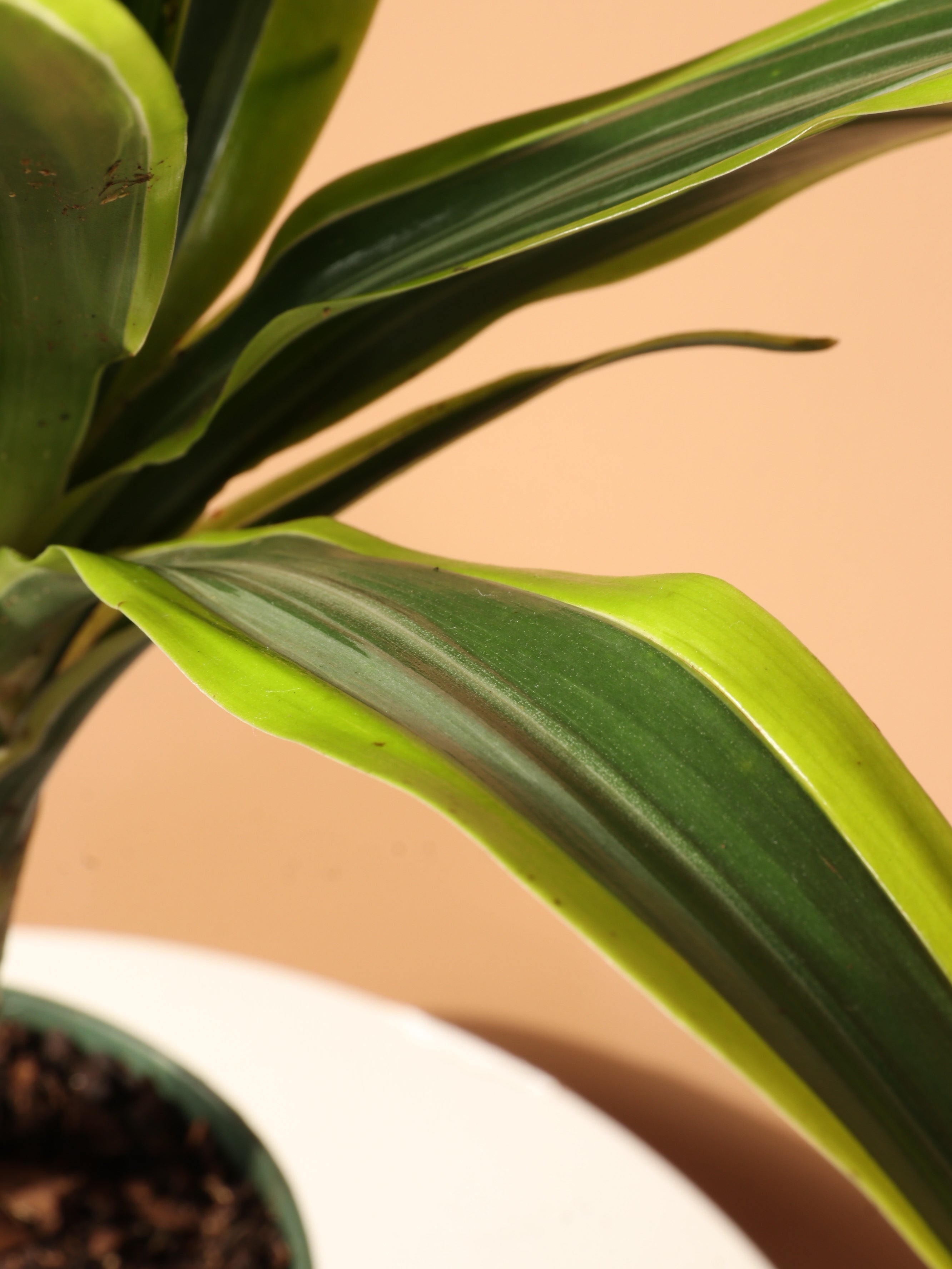 Medium Dracaena Lemon Lime Cane