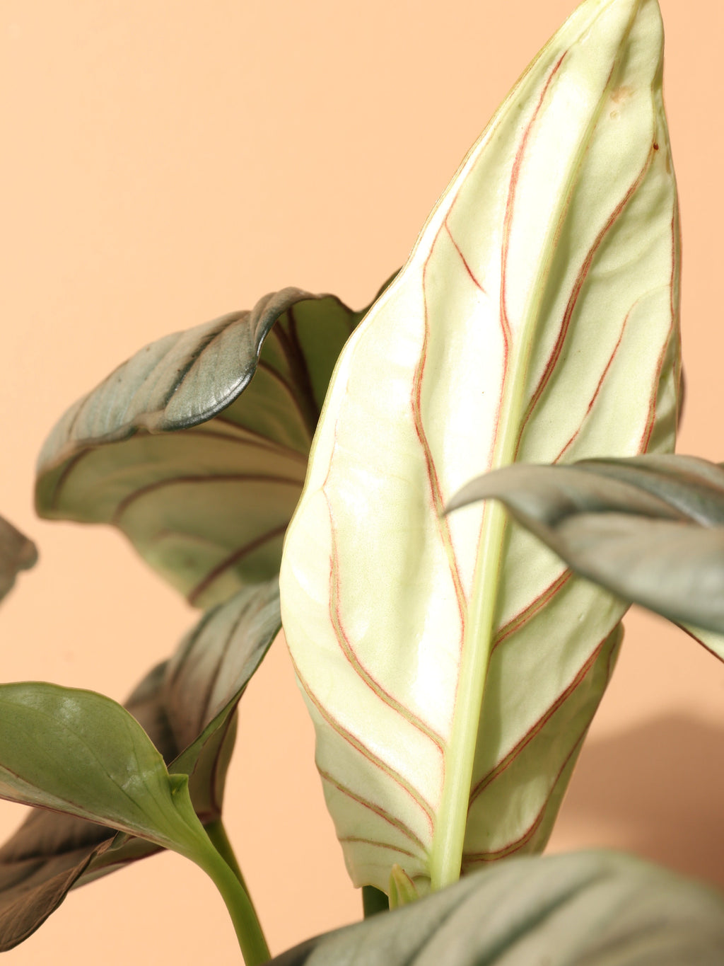 Medium Alocasia Silver Dragon