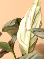 Medium Alocasia Silver Dragon