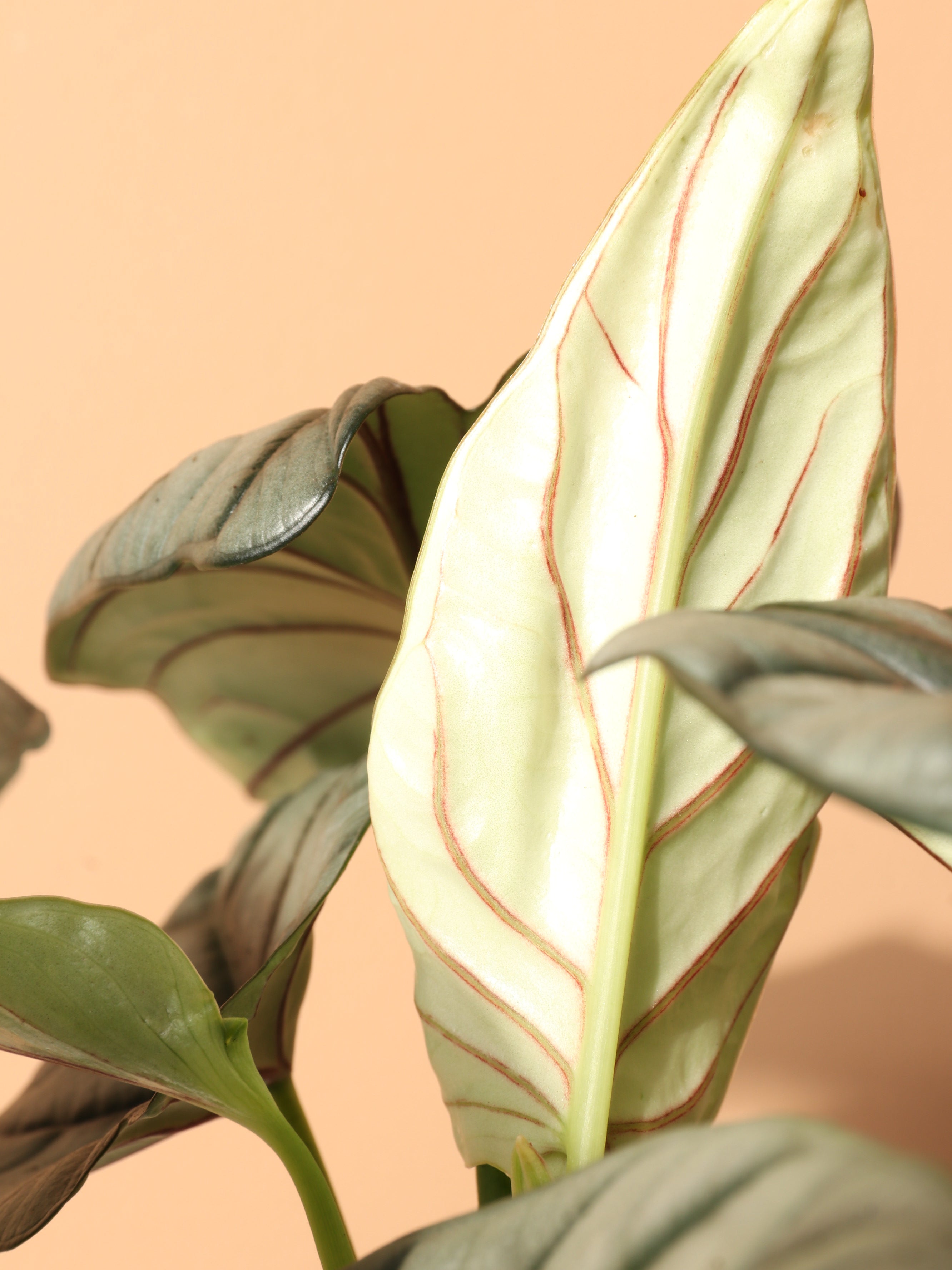 Medium Alocasia Silver Dragon