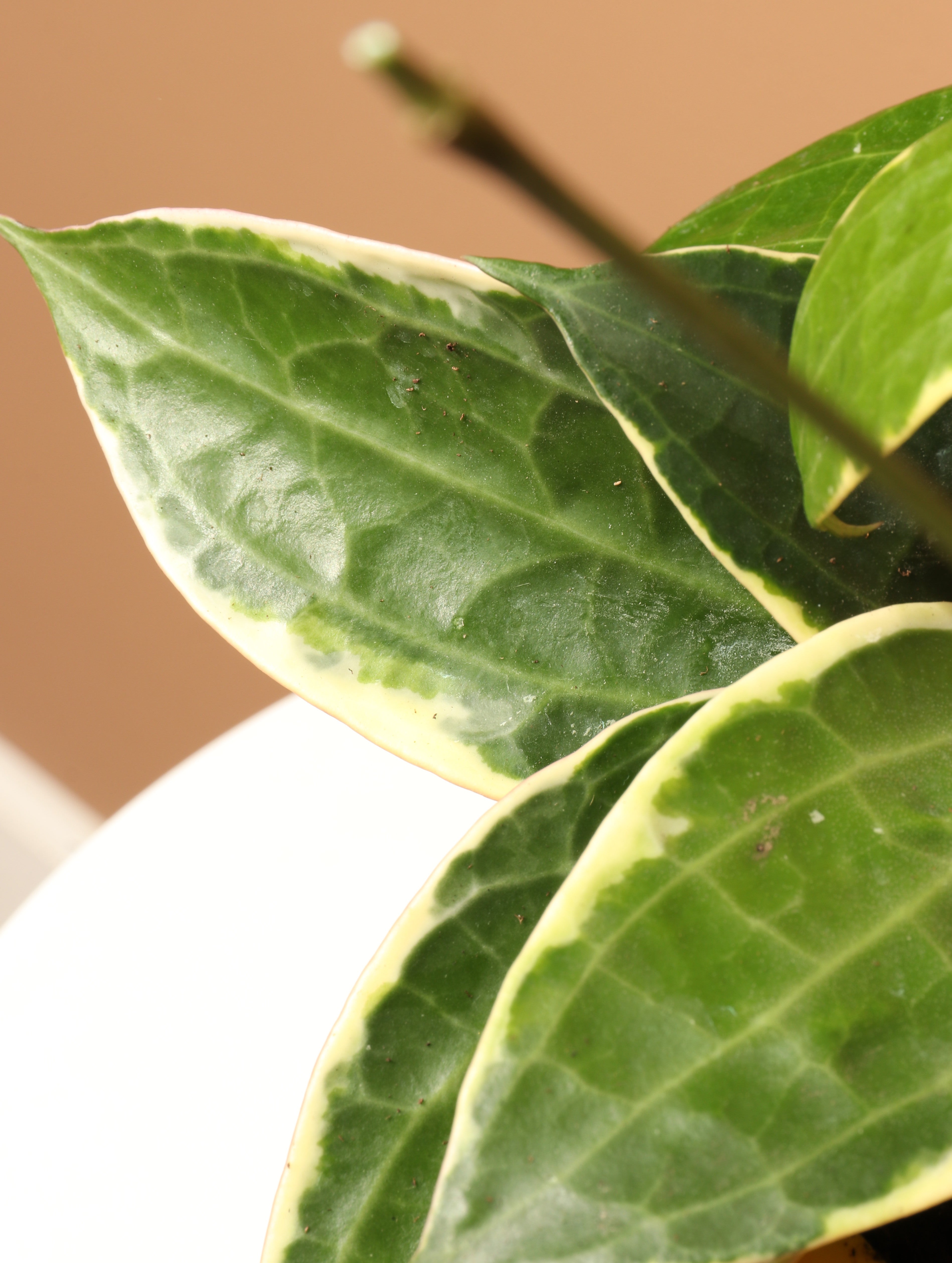 Medium Hoya Variegata