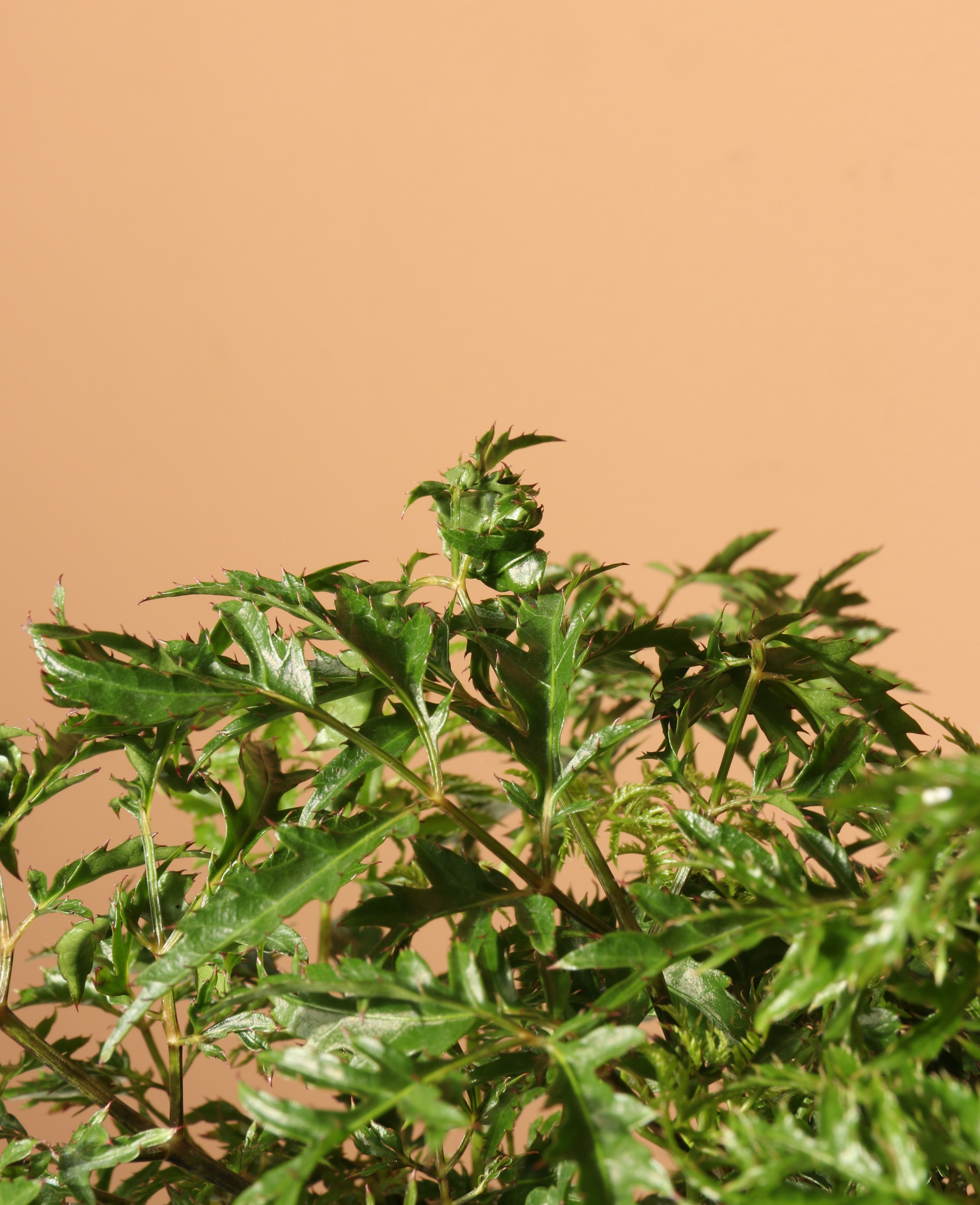 Medium Ming Aralia