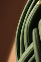 Medium Sansevieria Cylindrica Braided