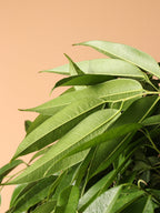 Huge Ficus 'Alii'