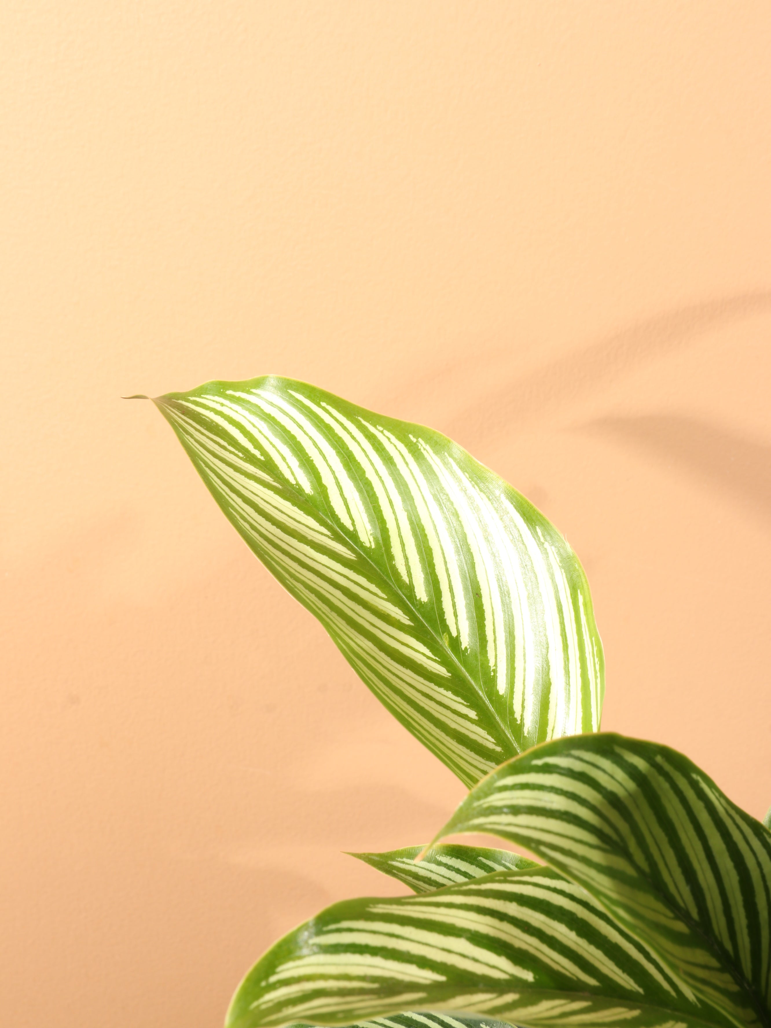 Medium Calathea Vittata