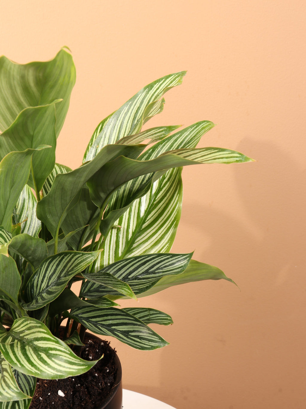 Medium Calathea Vittata