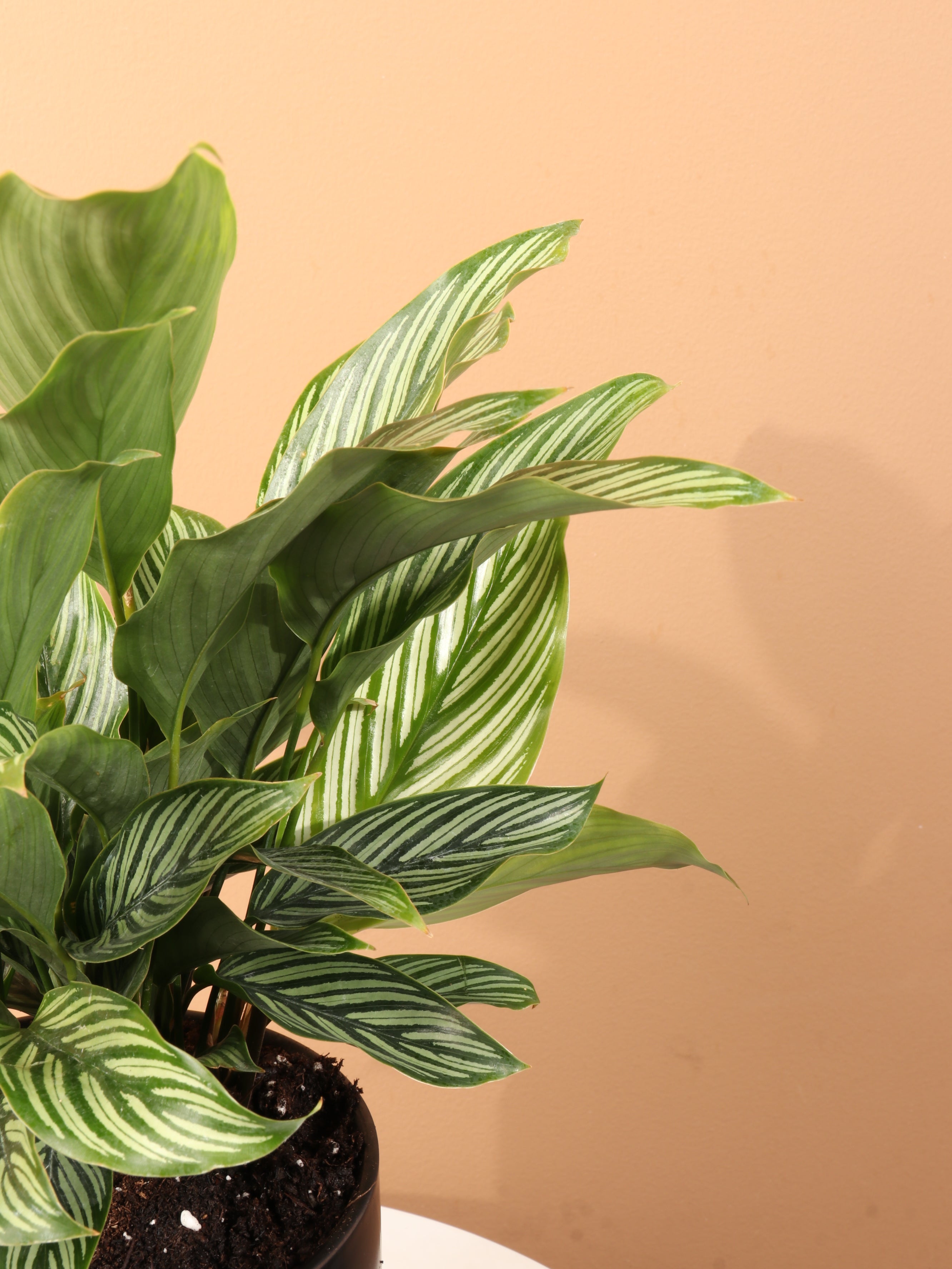 Medium Calathea Vittata