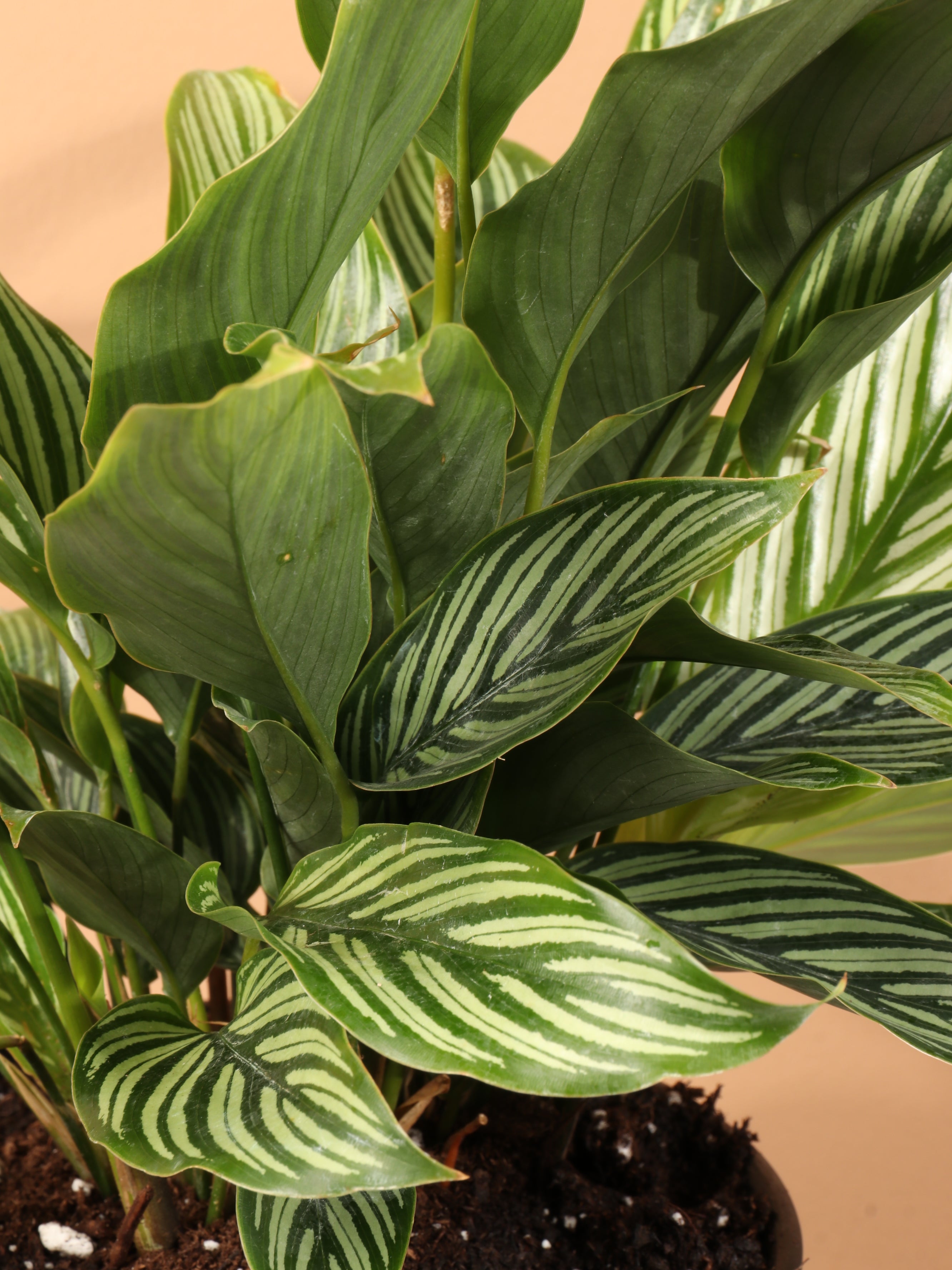 Medium Calathea Vittata
