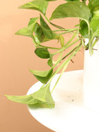 Medium Global Green Pothos