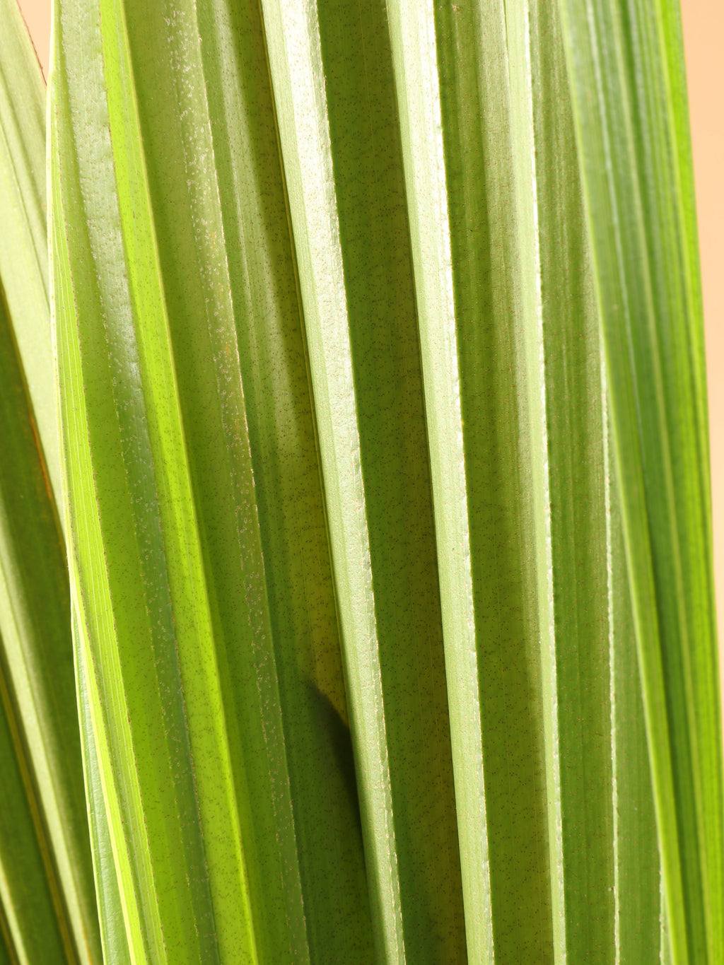Medium Coconut Palm