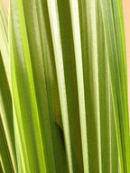 Medium Coconut Palm