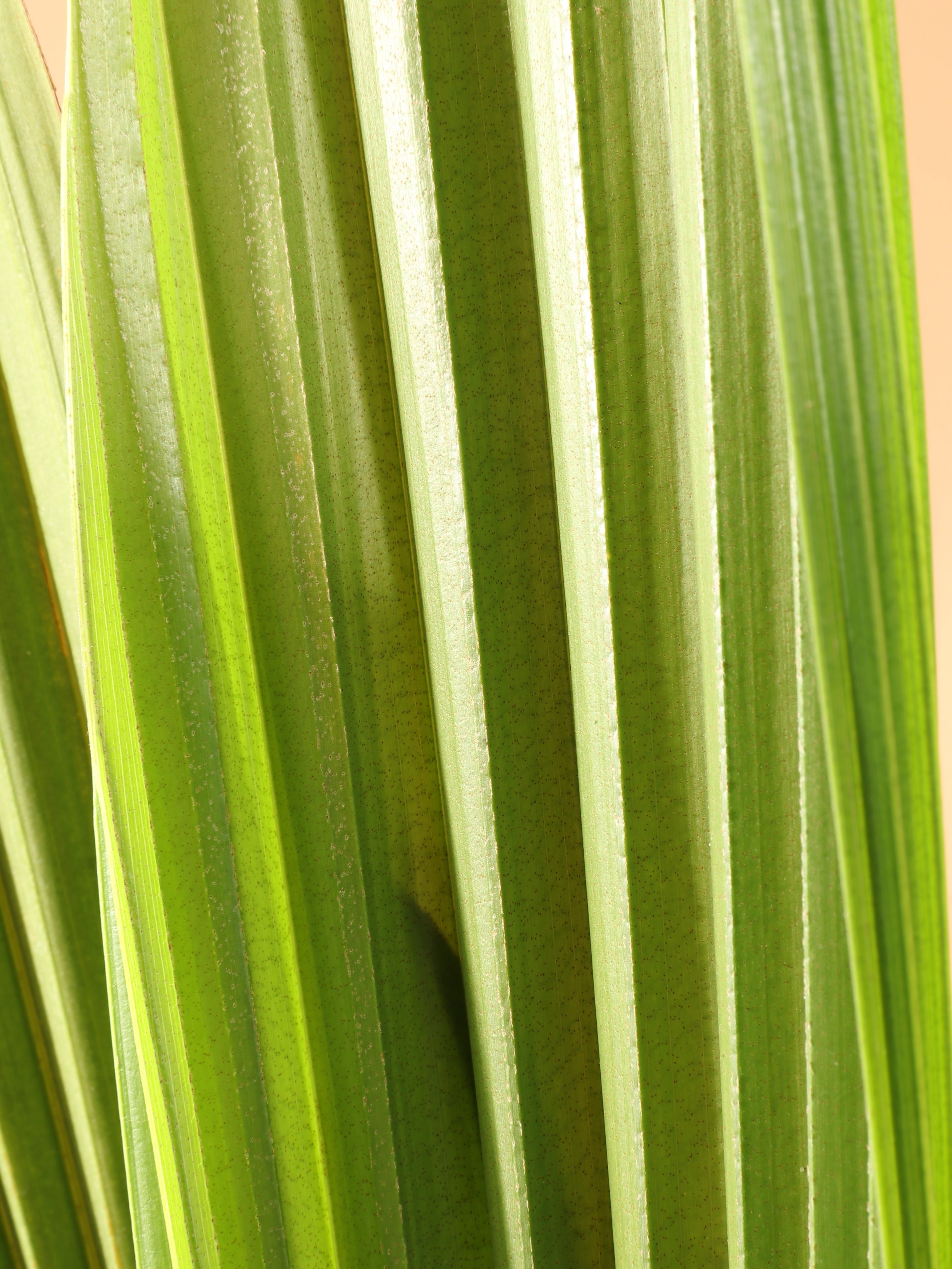 Medium Coconut Palm