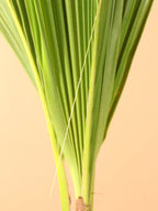 Medium Coconut Palm