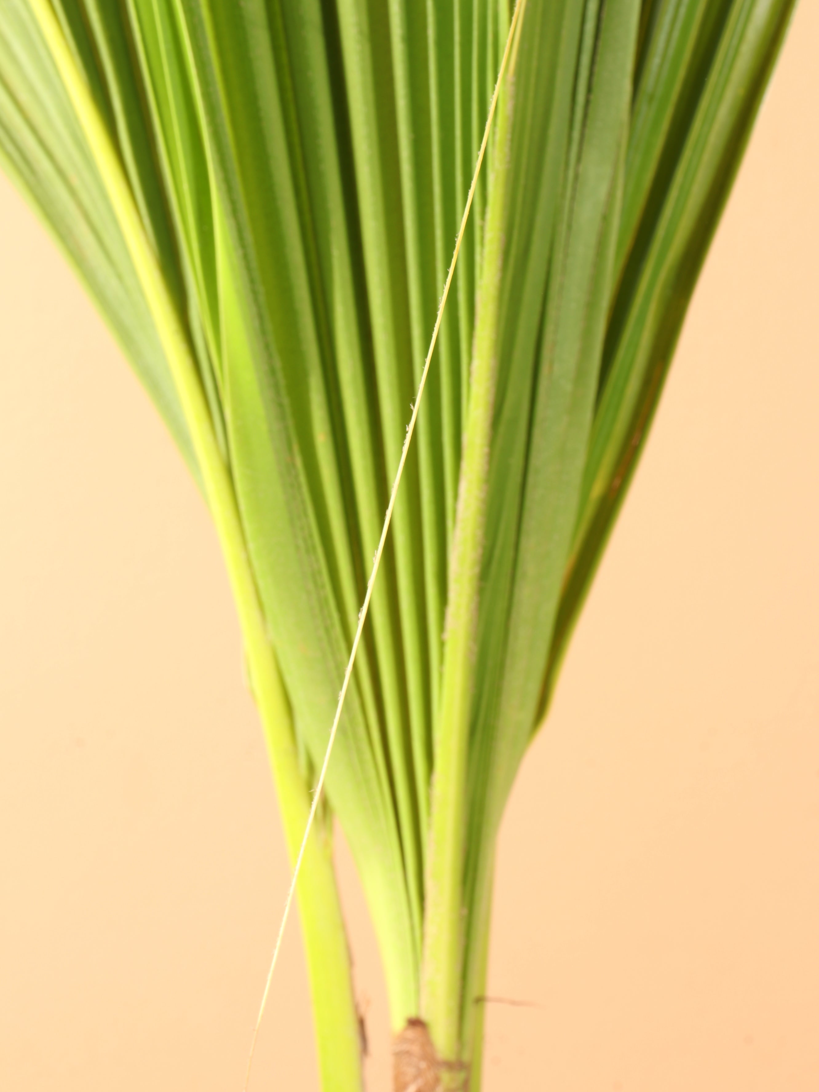Medium Coconut Palm