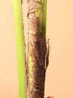Medium Coconut Palm