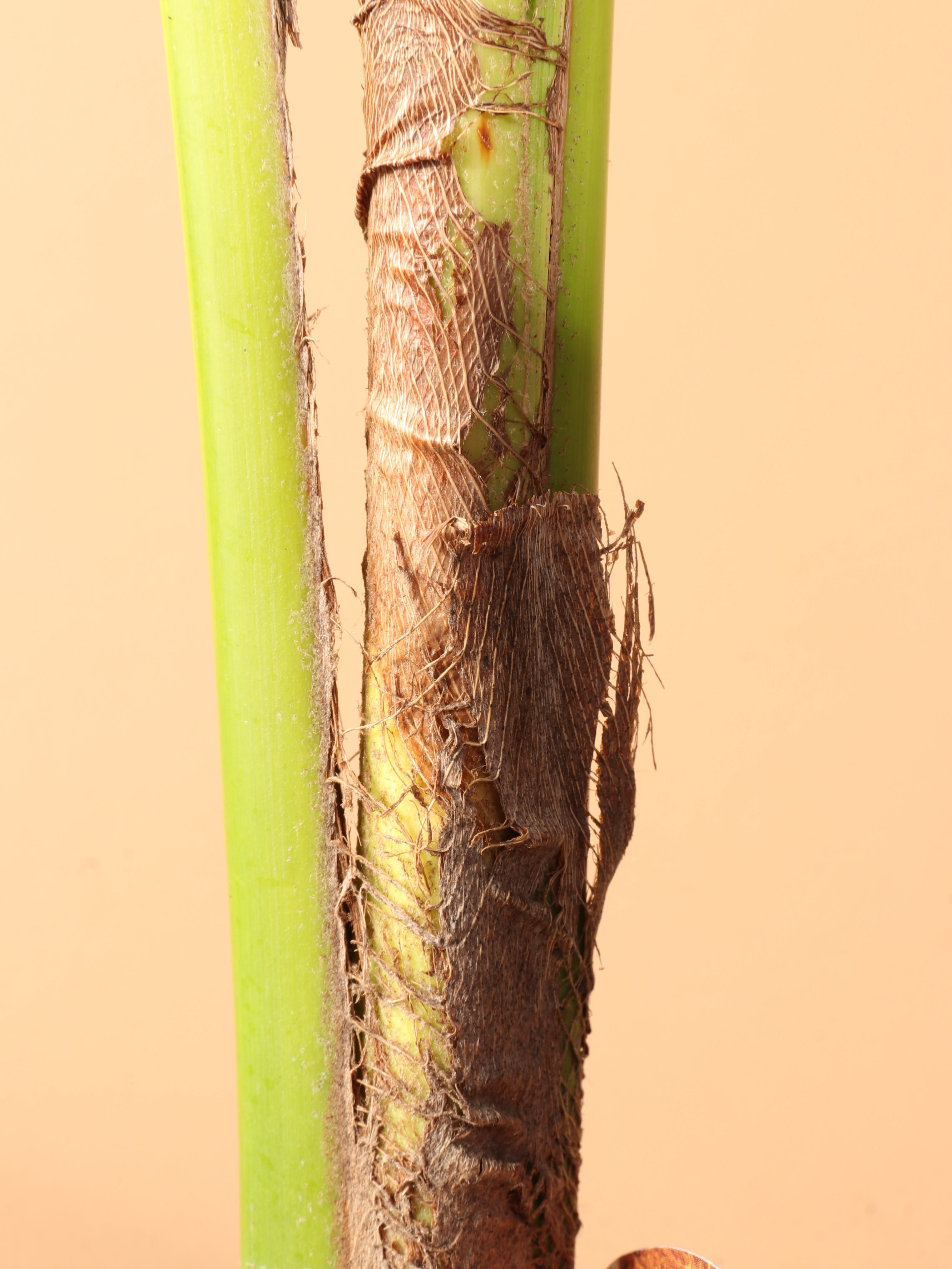 Medium Coconut Palm