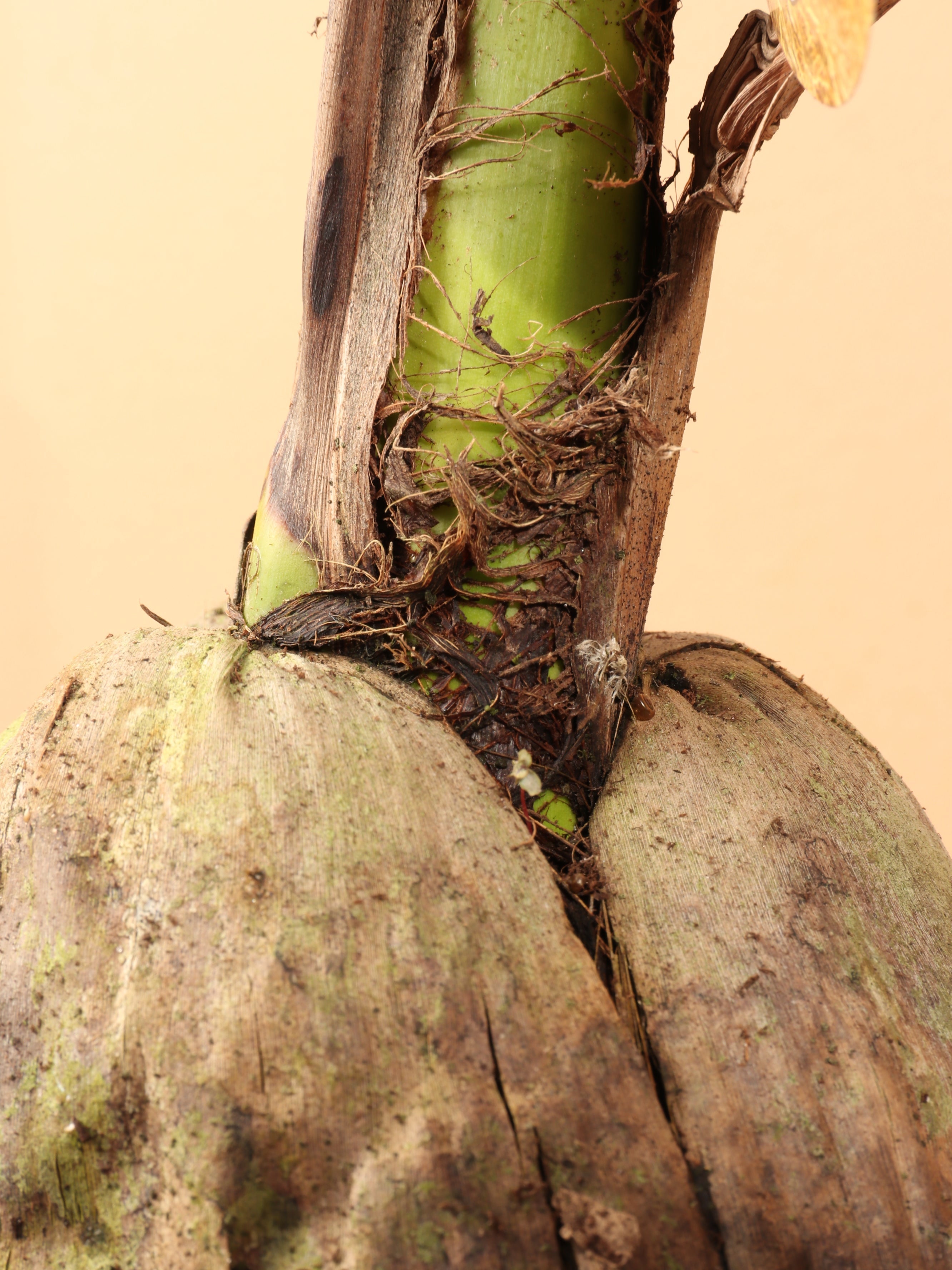 Medium Coconut Palm