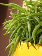 Medium Happy Bean Plant