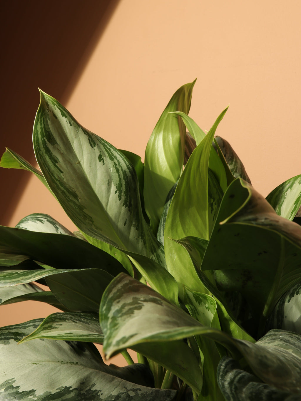 Full Size Aglonema 'silver Bay'