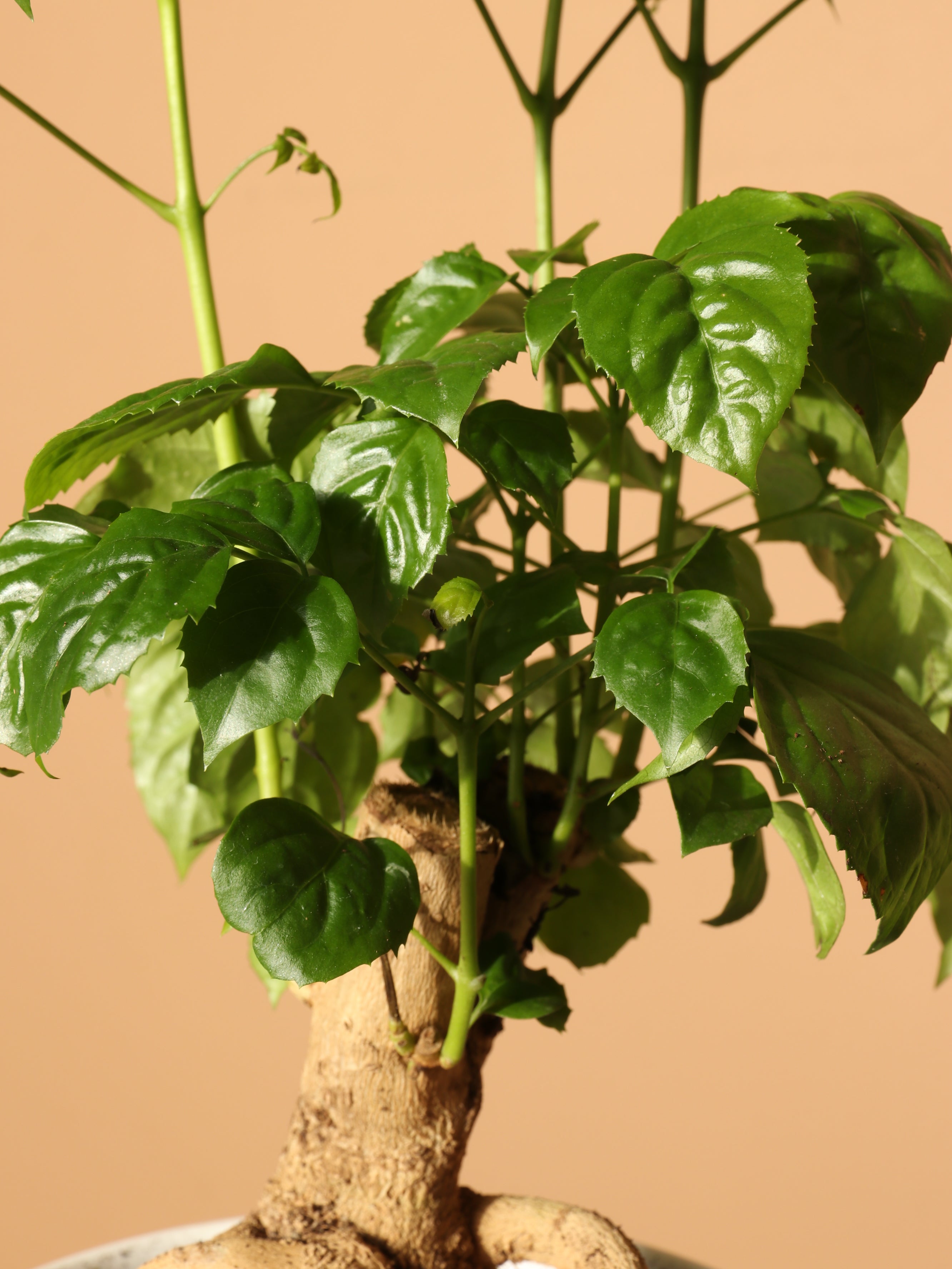 Medium Chinese Doll Plant