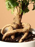 Medium Chinese Doll Plant
