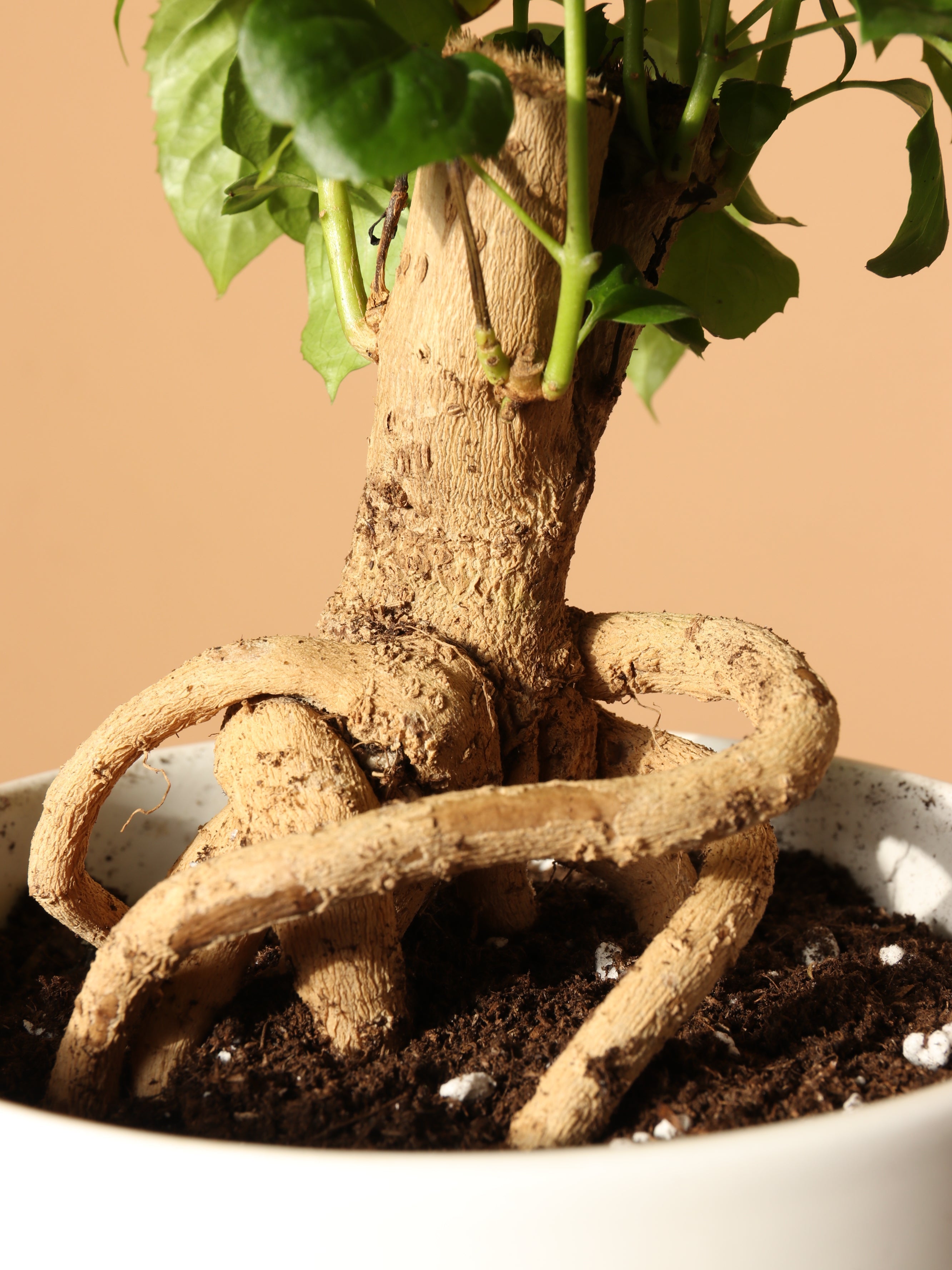 Medium Chinese Doll Plant