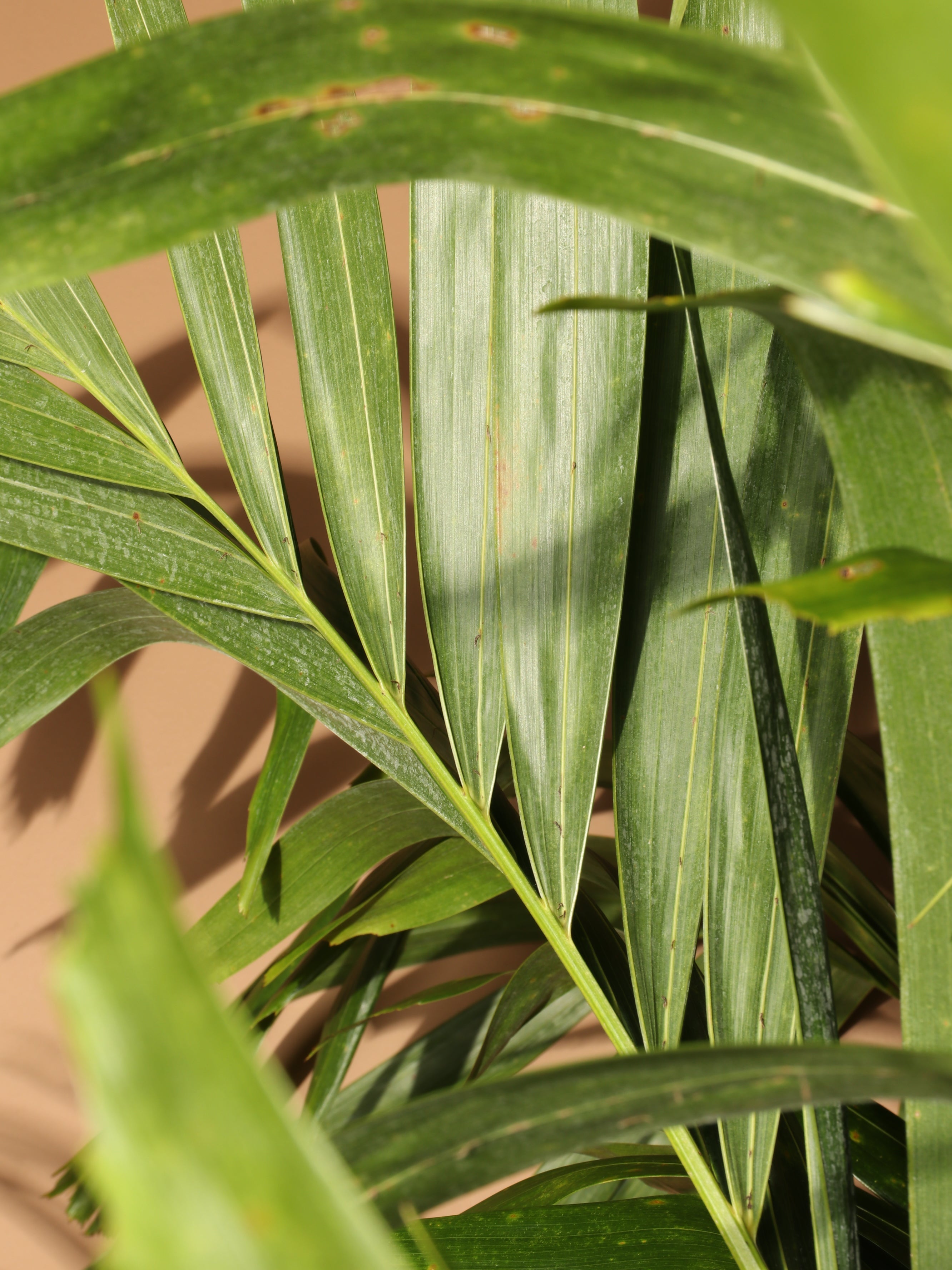 Full Size Adonidia Palm