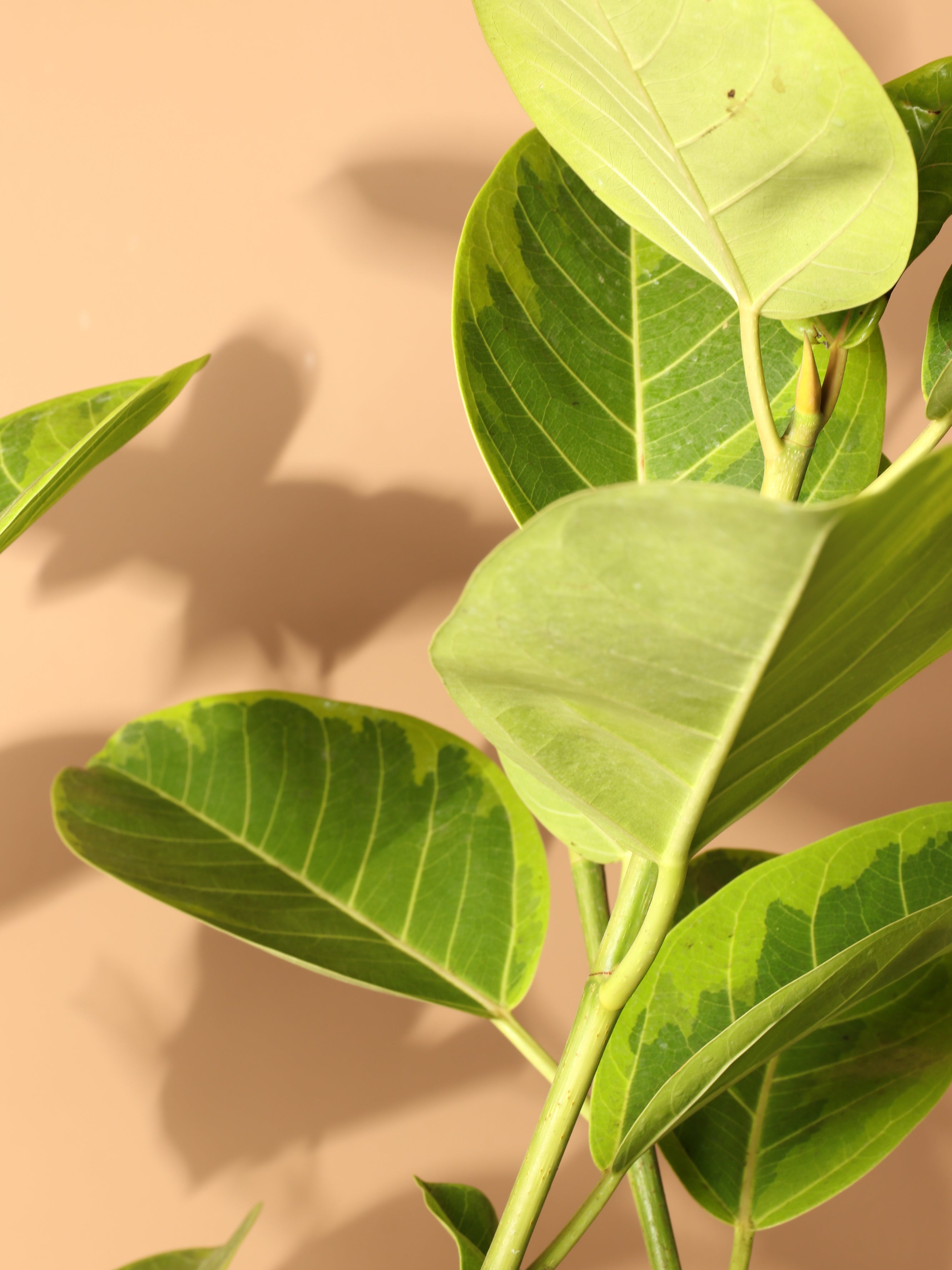 Full Size Ficus Altissima