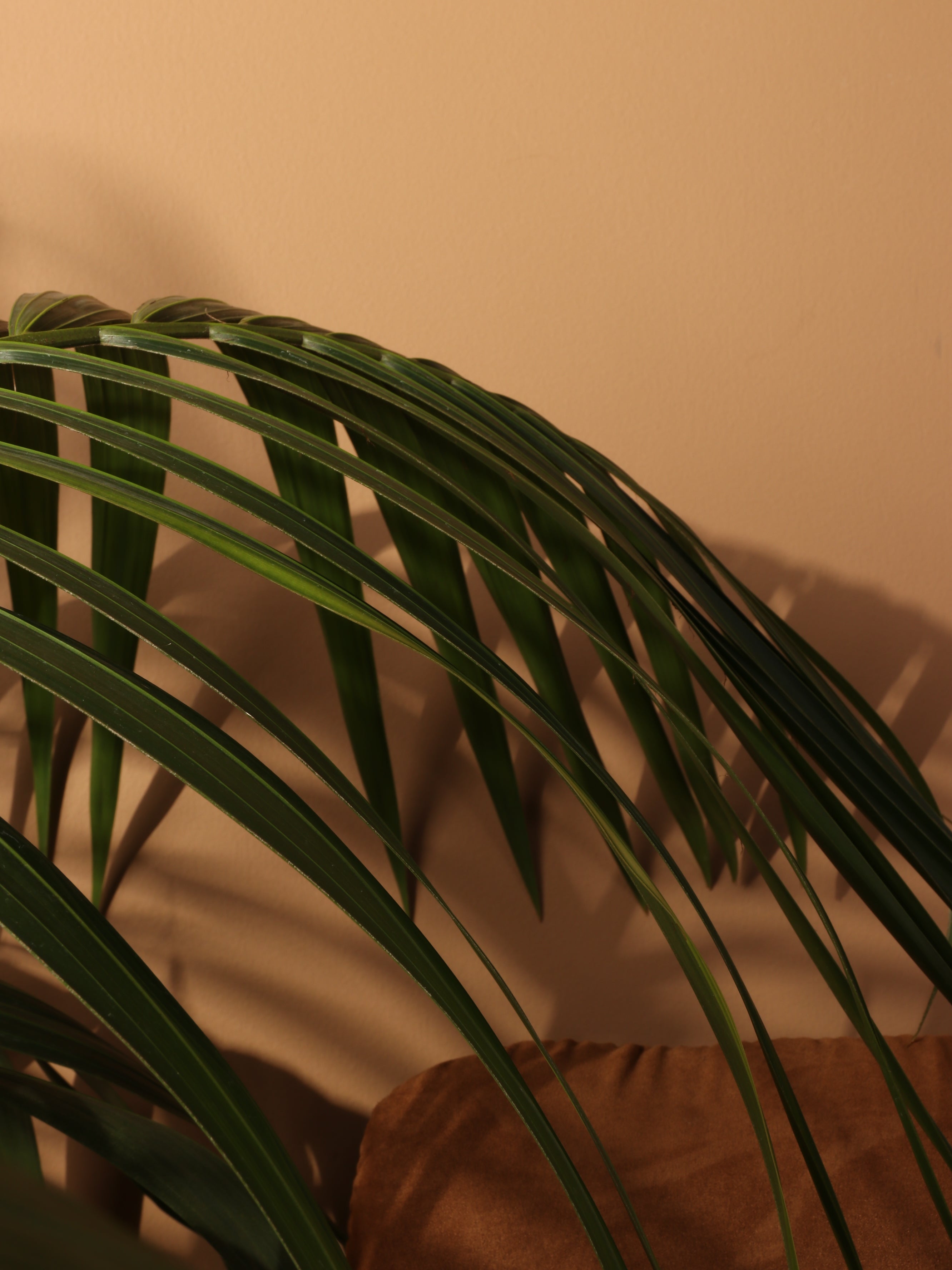 Large Kentia Palm