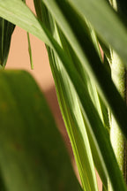 Huge Adonidia Palm