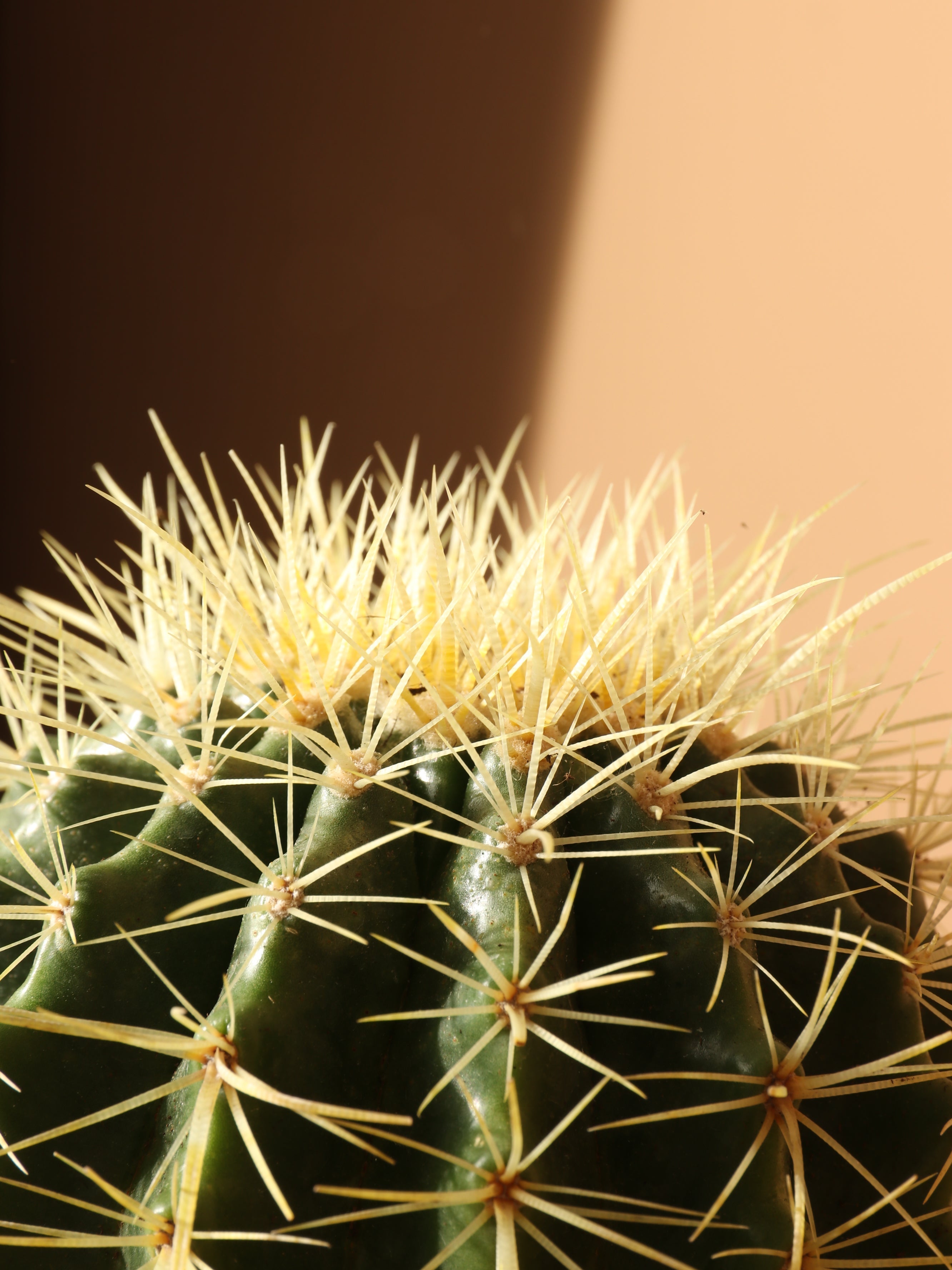 Medium Golden Barrel Cactus