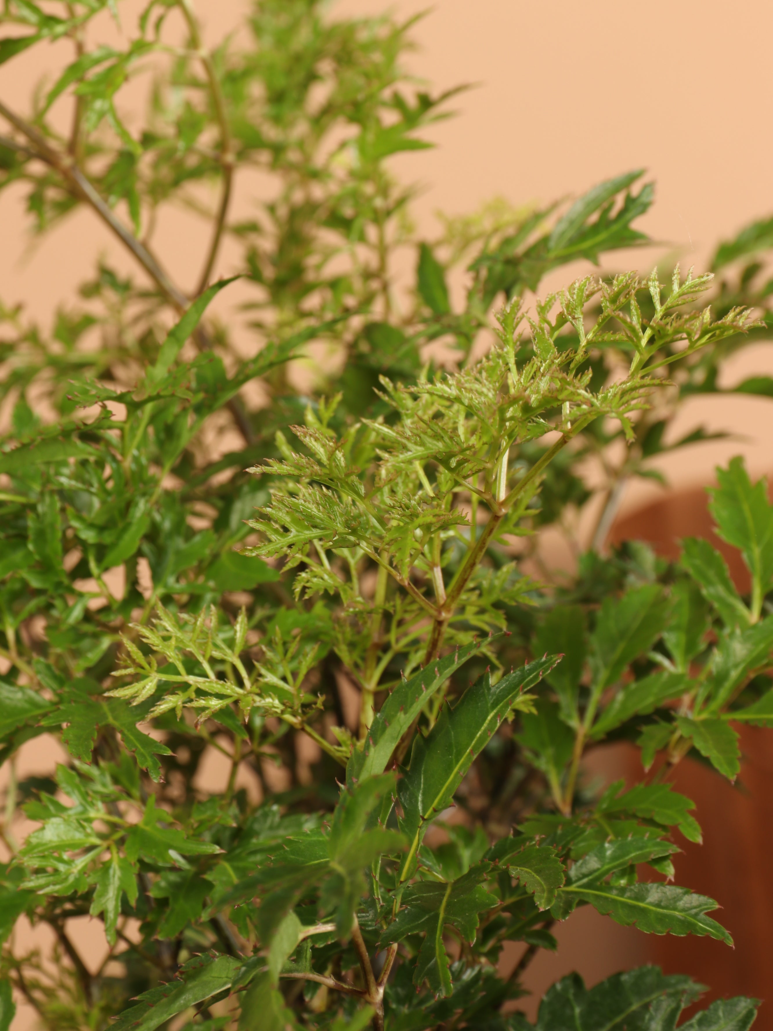 Large Ming Aralia