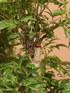 Large Ming Aralia