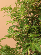 Large Ming Aralia