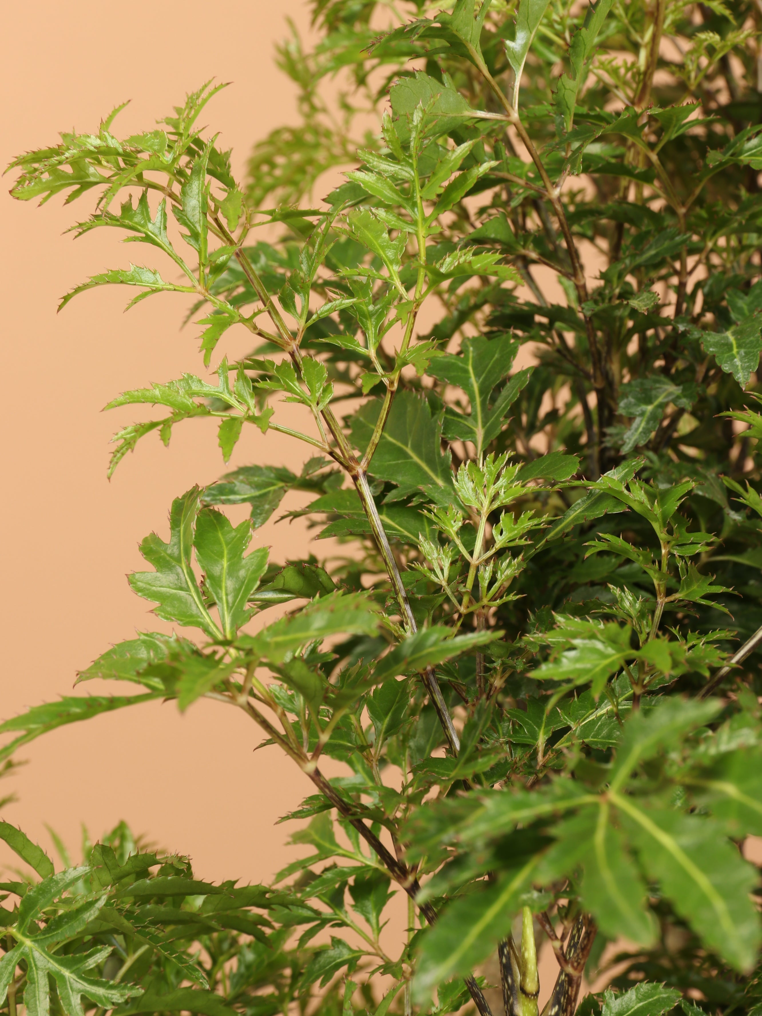 Large Ming Aralia