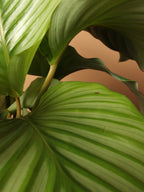 Large Calathea Orbifolia