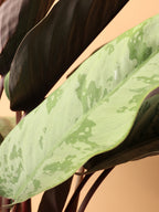 Medium Apoballis Acuminatissima 'Lavallaei'