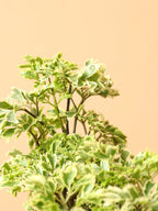 Medium Ming Aralia 'Snowflake'
