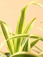 Medium Dracaena 'Song of India'