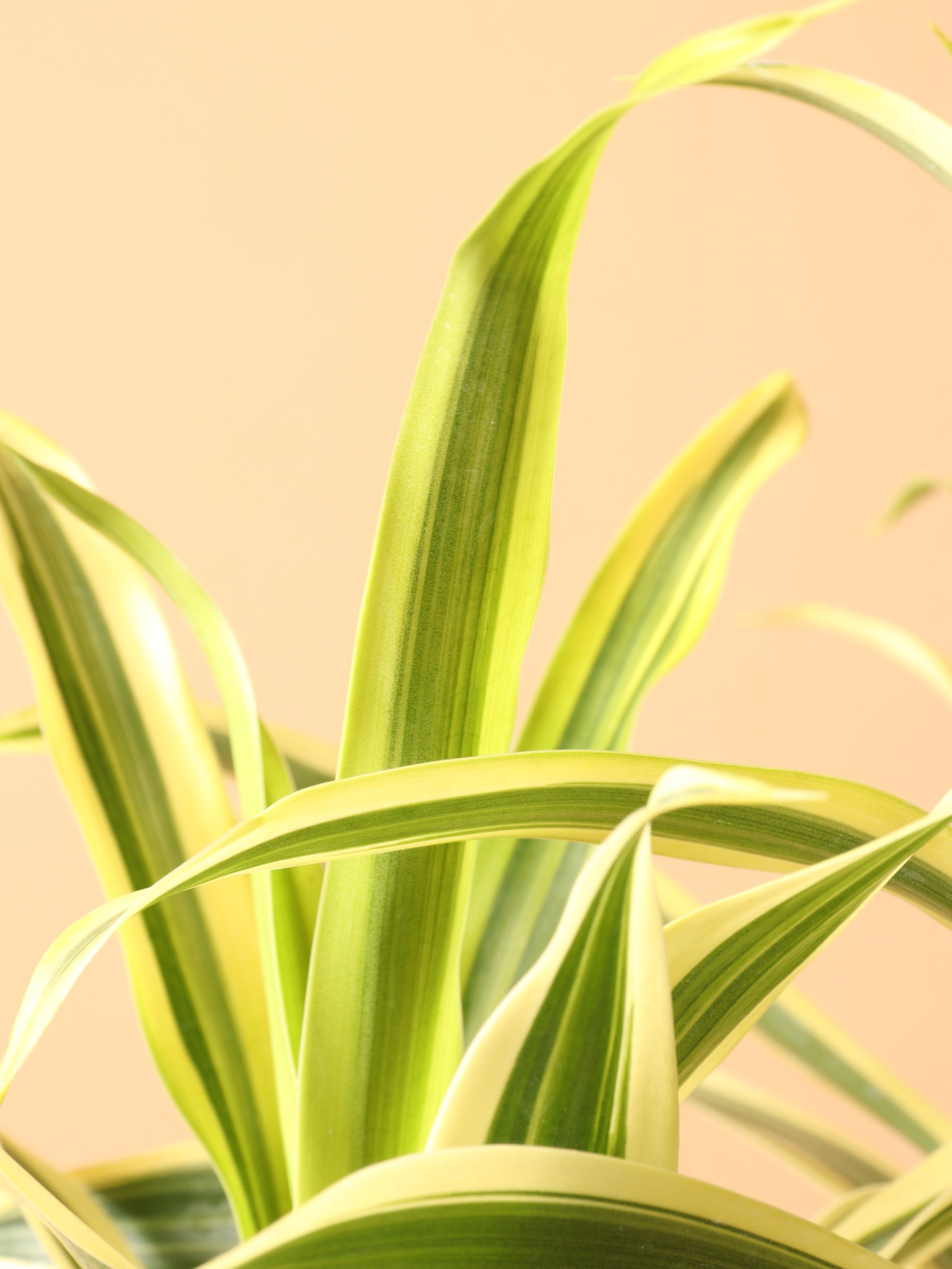 Medium Dracaena 'Song of India'