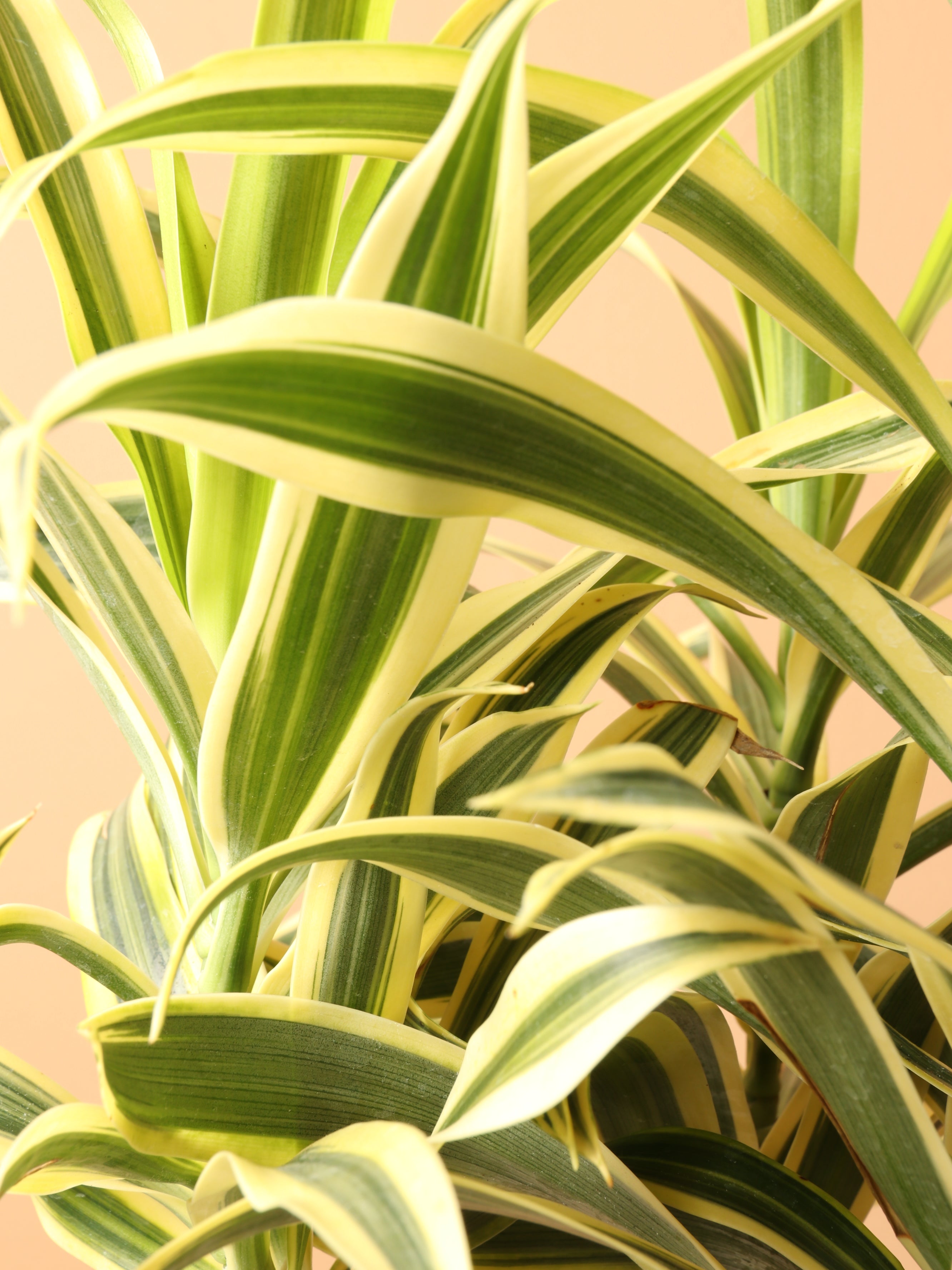 Medium Dracaena 'Song of India'