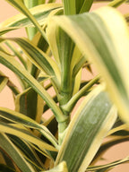 Medium Dracaena 'Song of India'