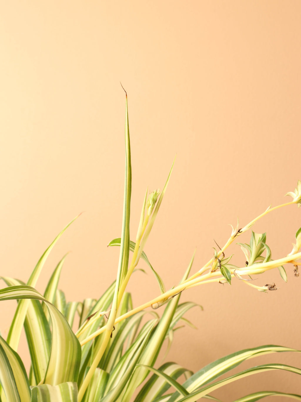 Small Spider Plant