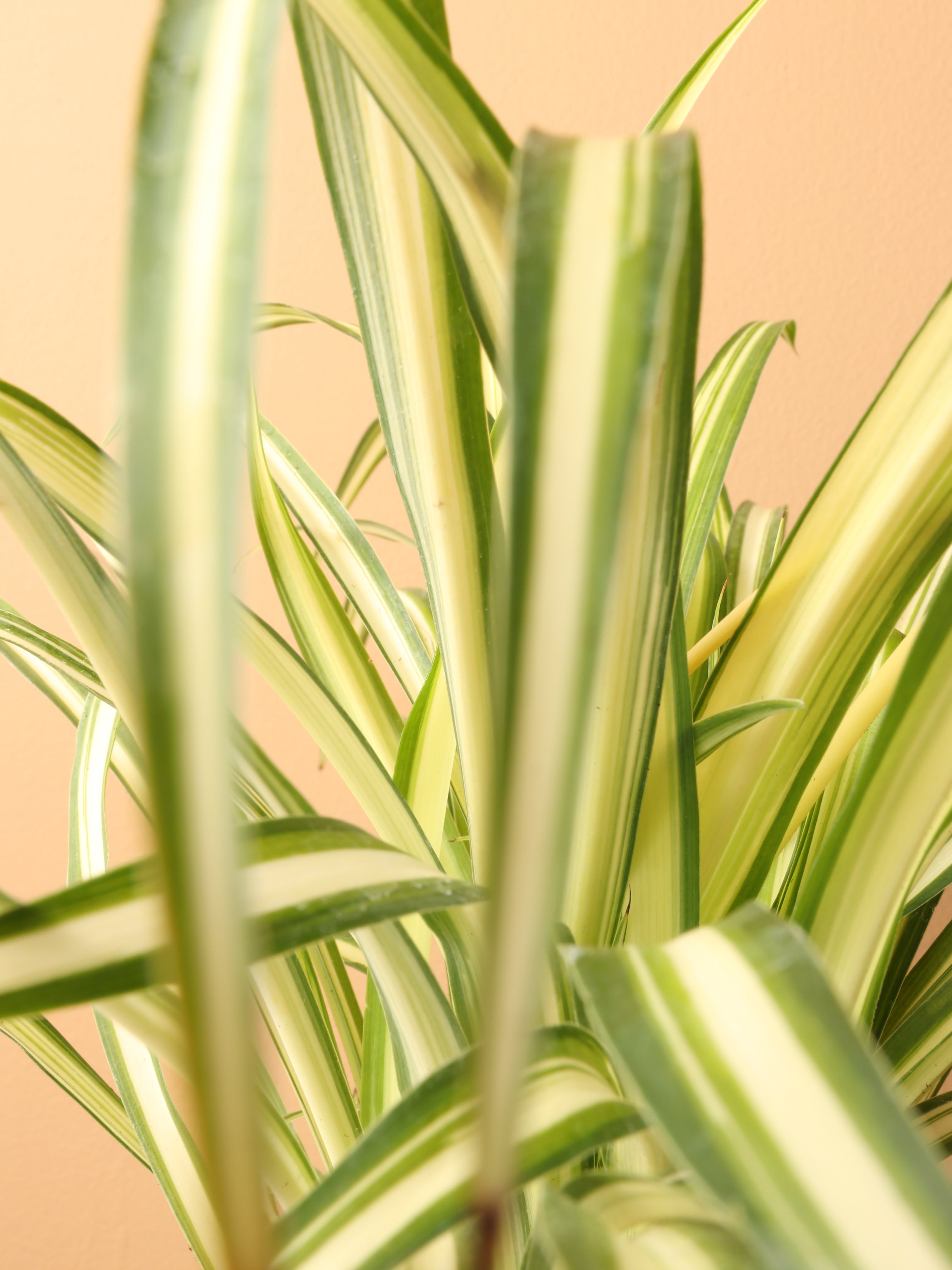 Small Spider Plant