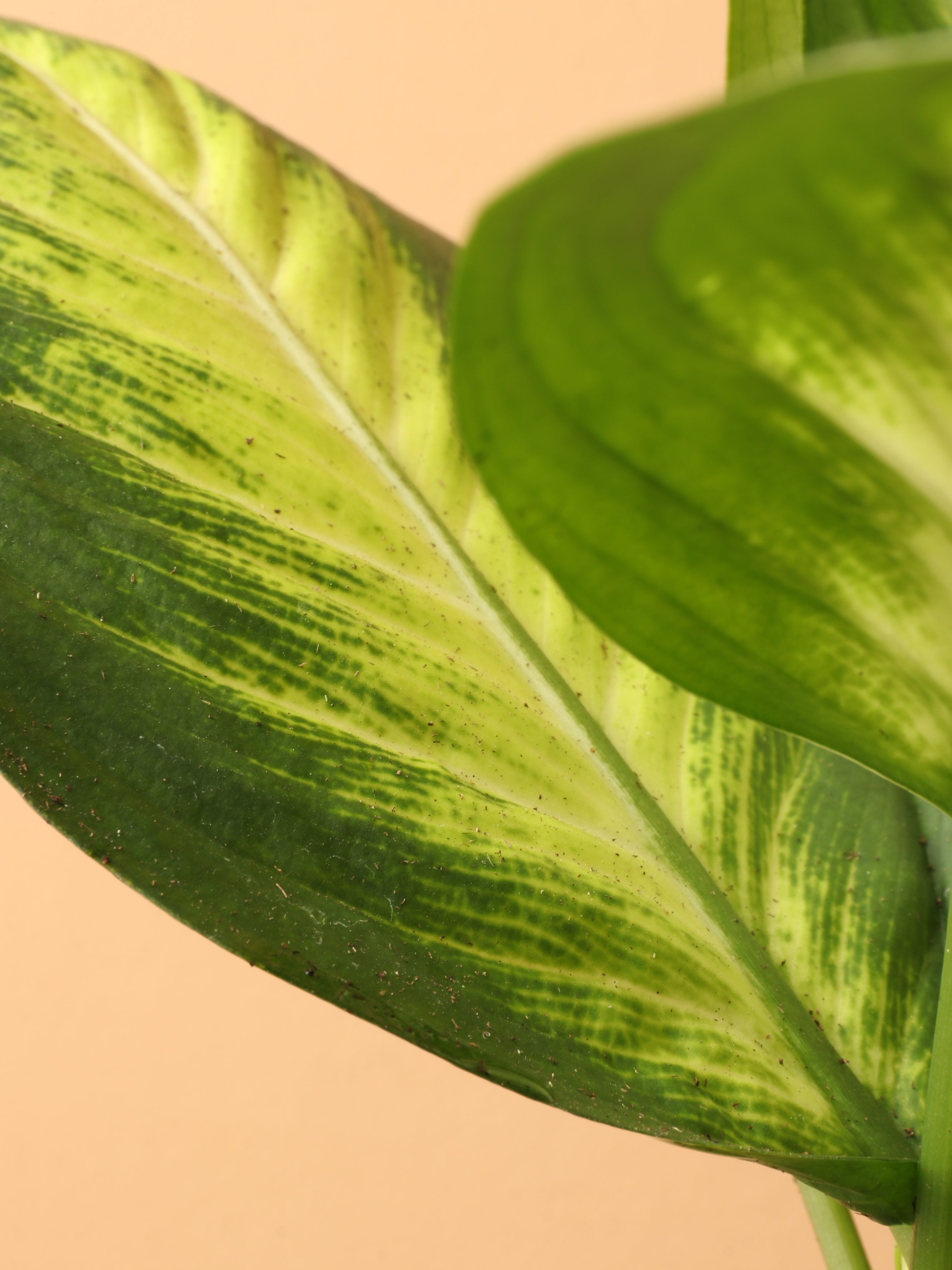 Medium Dieffenbachia 'Camille'