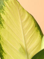 Medium Dieffenbachia 'Camille'