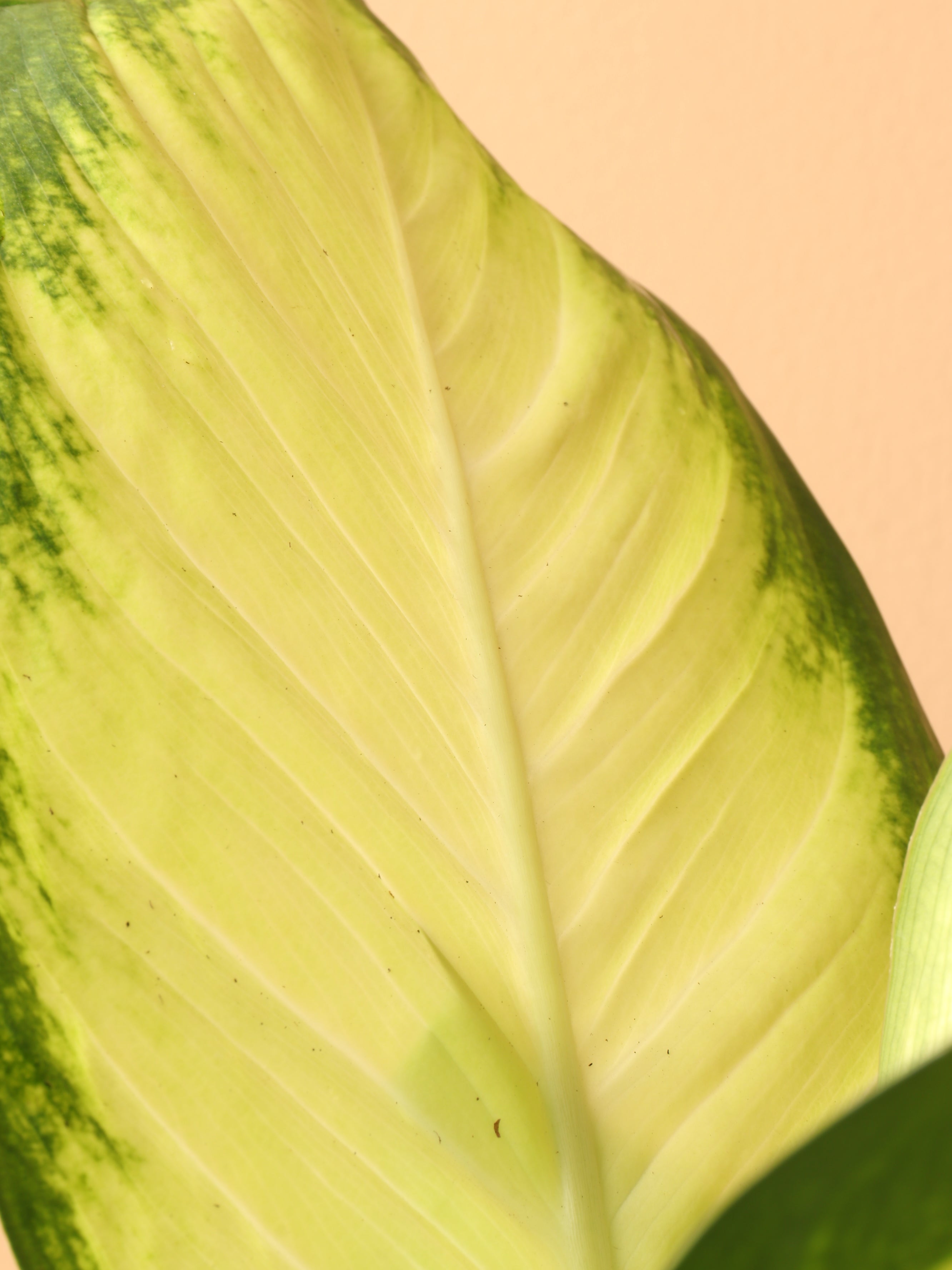 Medium Dieffenbachia 'Camille'