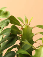 Small African Milk Tree (Euphorbia Cactus)