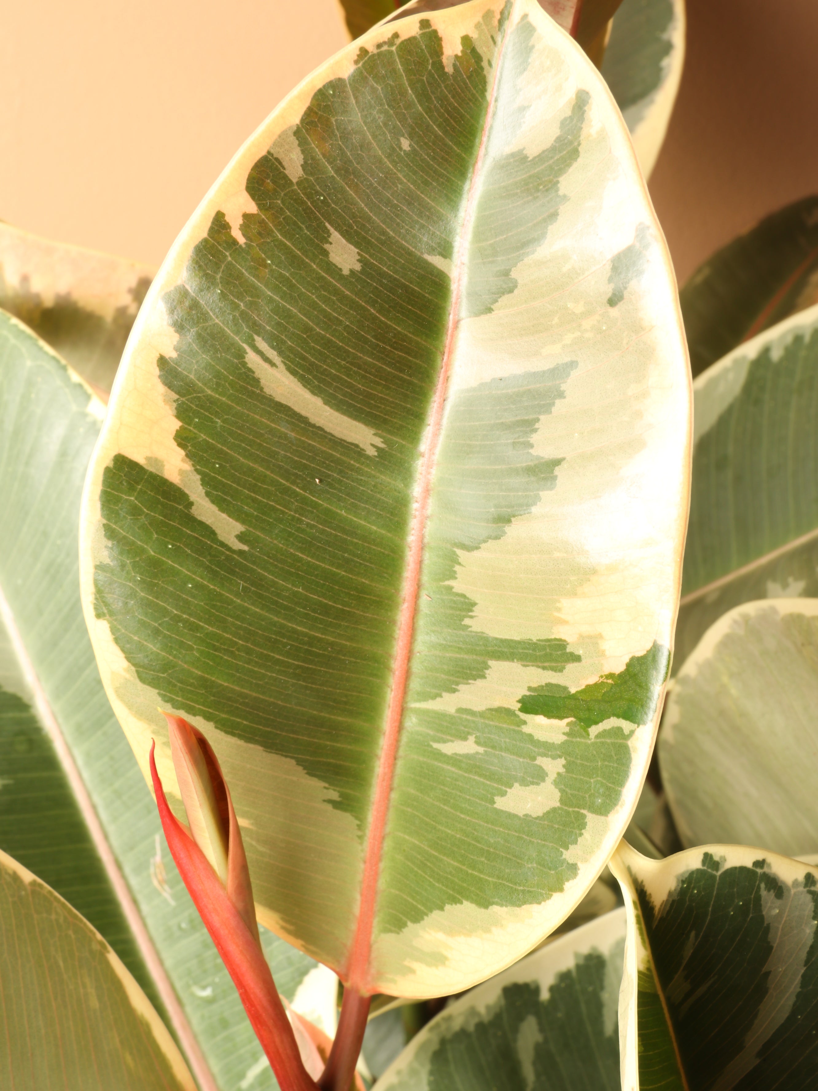 Large Ficus Tineke